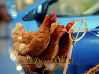 Migros Supermarkets “Chickens&quot;