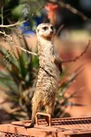 Home makeover for meerkats