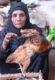 Many Egyptians keep and raise domestic poultry, making it difficult to eradicate bird flu completely, the government says. (Photo: Martina Fuchs/IRIN)