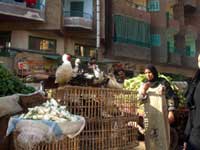Live poultry on sale on the streets of Cairo. (Image: Egyptian Ministry of Health and Population)