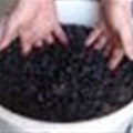 Grape harvest is 'outstanding' - Distell