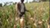 Kenya: Massive crop failure in &quot;grain basket&quot;
