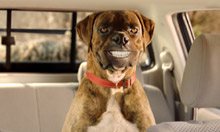 Buddy - Toyota's new TV star - takes to small screen again