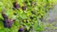 Winemakers face climate change with dread