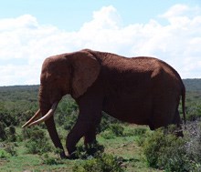 Gaatjies, the oldest bull in Addo, was born in 1954, the year the park was fenced.