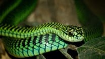 A boomslang seeking prey. (Image: William Warby, London, England courtesy Wikimedia Commons)