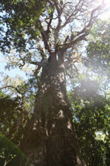 The Big Tree in Hogsback. This tree is over 800 years old and the only one that remains in the Amathole mountains. A true lord of the forest