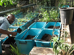 The iziKheneni project has purchased the entire stock of saplings from two community-run nurseries