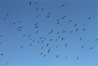Cape Parrots in flight