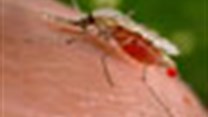 Claims of effective malaria control without insecticides are false