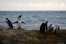 Boulders Beach penguins<p>Image copyright: Mark Wessels