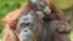 Woolworths joins Roundtable on Sustainable Palm Oil
