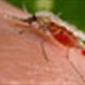 Transgenic fungal approach can fight against malaria and bug-borne diseases