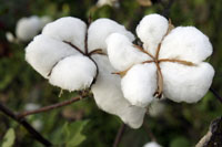 Malawian cotton farmers ecstatic over high prices