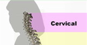 Different regions (curvatures) of the vertebral column.