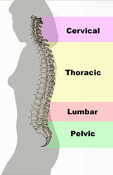 Different regions (curvatures) of the vertebral column.