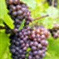 Bigger crop of wine grapes likely - VinPro