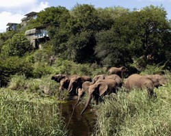 Singita Kruger National Park Lebombo Lodge: Where you can see the Big 5, and the elephants drop in for a drink.