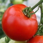Tomato consumption has multiple health benefits including lowering the risk of prostate cancer in men. (Image: )
