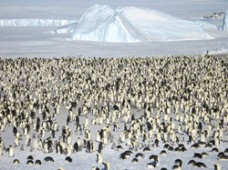 Emperor penguins... They look a bit like a butler's convention, but notwithstanding their somewhat comical walk, they are ideally adapted to their harsh environment. The male keeps the egg warm, by the way - by carrying it about on his feet.