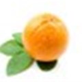 SA set to ship citrus to Thailand next season