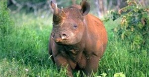 Footprints of Hope walking safari challenge: Saving the rhino, one step at a time