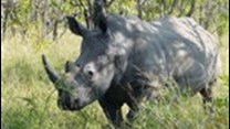 Govt to intensify fight against rhino killing