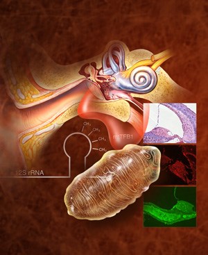 How mitochondrial DNA defect causes inherited hearing loss.