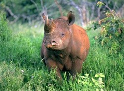 An endangered black rhino.