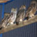 Sandton Sun contributes to rehabilitate owls