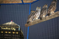 Sandton Sun contributes to rehabilitate owls