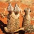 Meerkats are back - in 3D