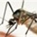 Yale Nobel laureate creates compound that halts growth of malaria parasite
