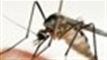 Yale Nobel laureate creates compound that halts growth of malaria parasite