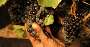 2012 harvest looks promising for good sweet wines