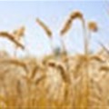 Maize futures fairly flat, wheat up