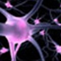 Yale team discovers unexpected source of diabetic neuropathy pain