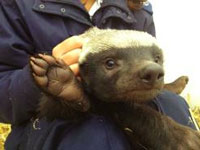 Willow the honey badger was the first resident of the new rehab centre, and will reportedly be released soon. (Images: )
