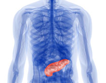 Preventing diabetes: Yale researchers measure loss of human pancreas cells