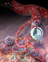 This illustration depicts a nanolipogel administering its immunotherapy cargo. The light-blue spheres within the blood vessels and the cutaway sphere in the foreground are the nanolipogels. (Illustration by Nicolle Rager Fuller, NSF)