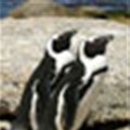 Public invited to comment on draft management plan for African Penguin