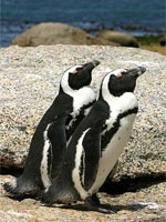 Public invited to comment on draft management plan for African Penguin
