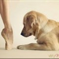 Dance for dogs