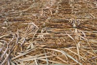 Technology 'can double sugar cane yields' in SA