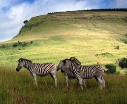 You'll see a zebra... or two, maybe many more... crossing your path.