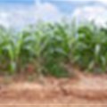 SA farmers are expected to plant more maize