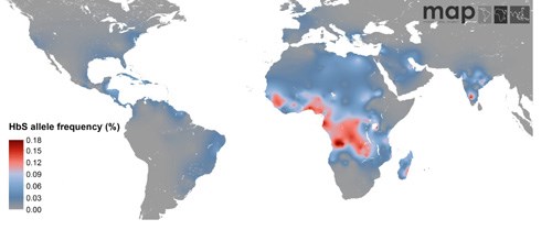 An image showing areas with high predicted frequencies of sickle haemoglobin [credit: MAP]
