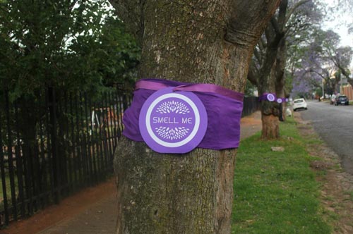 Indigo Tree launch sees jacaranda trees swathed in scented ribbons