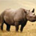 Army 'may be called to stop rhino poaching'