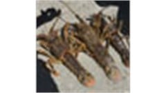 Government's rock lobster decision concerns fisheries alliance